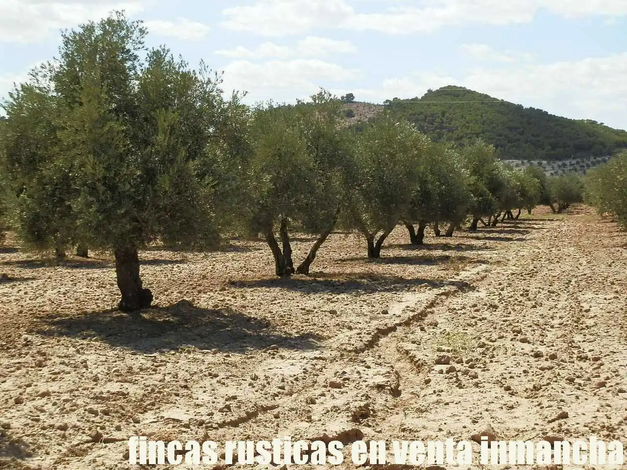 Terreni e lotti in vendita a Cabra del Santo Cristo, imagen 15