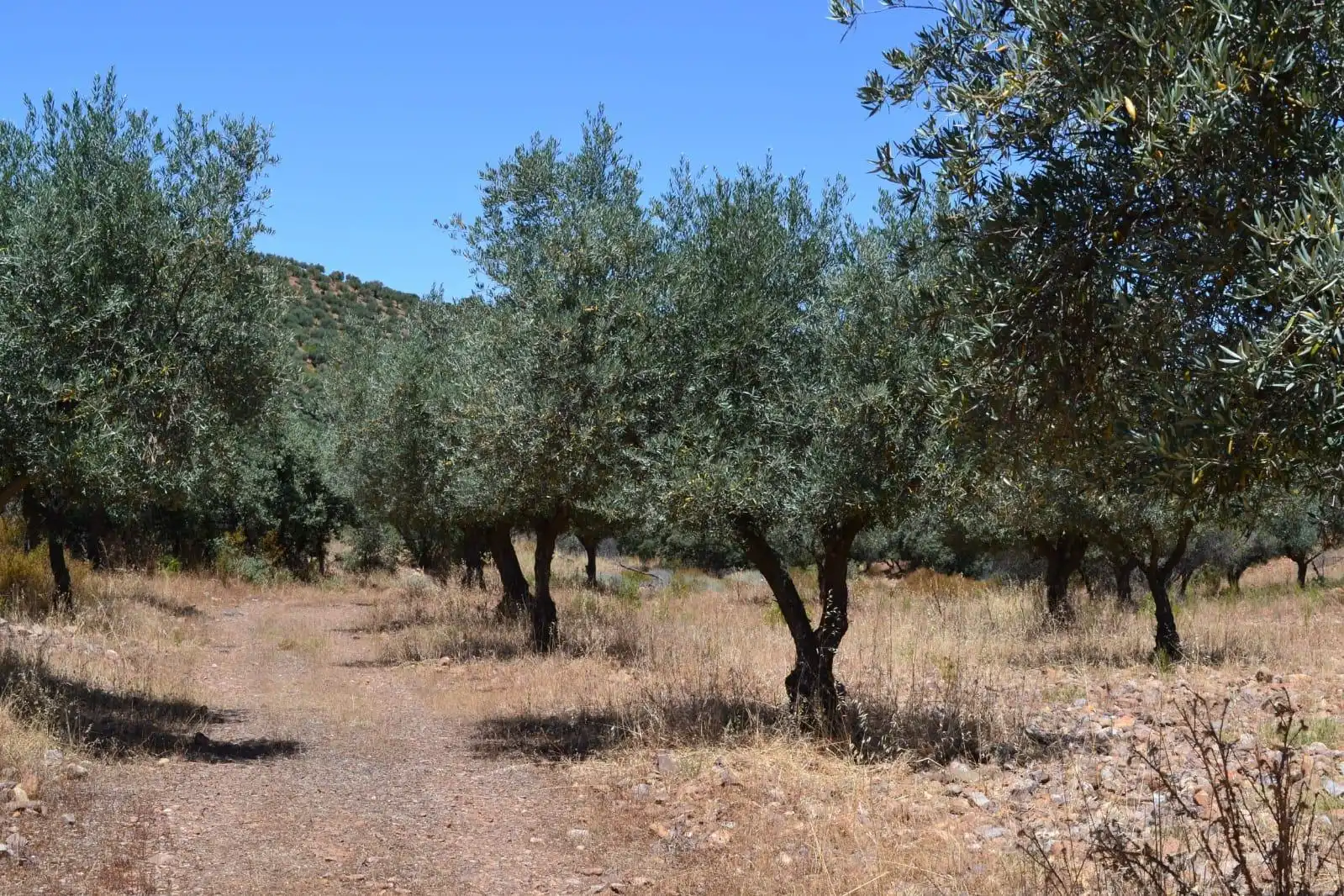 Finca rústica en venda a Belvís de la Jara