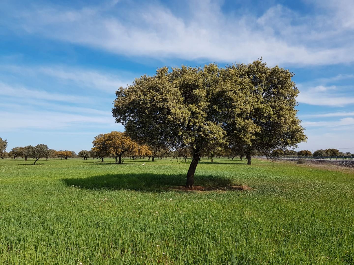 Land for sale in Torre de Miguel Sesmero