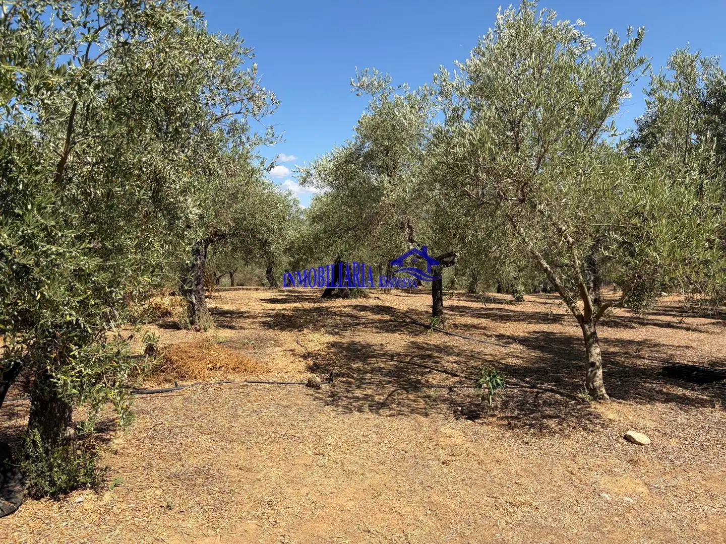Finca rústica en venda en Adamuz