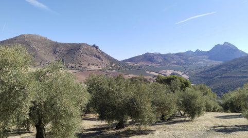 SE VENDE FINCA RÚSTICA DE OLIVAR EN LA COMARCA DE ANTEQUERA!