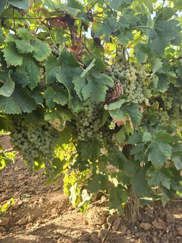 Terreno residencial en Venta en Villacañas