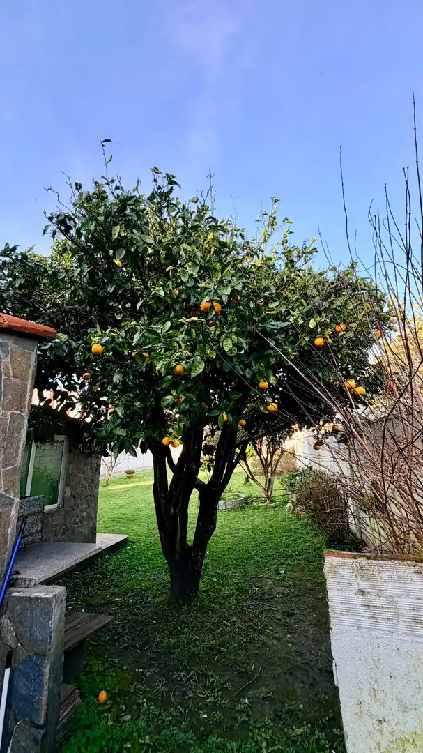 Jardí de Casa o xalet en venda en Mugardos amb Calefacció, Terrassa i Traster