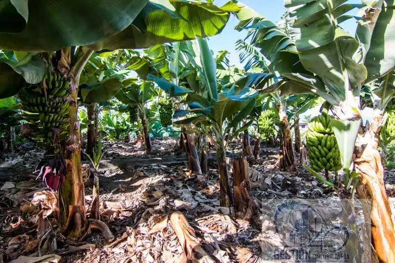 Vista exterior de Finca rústica en venta en Puerto de la Cruz
