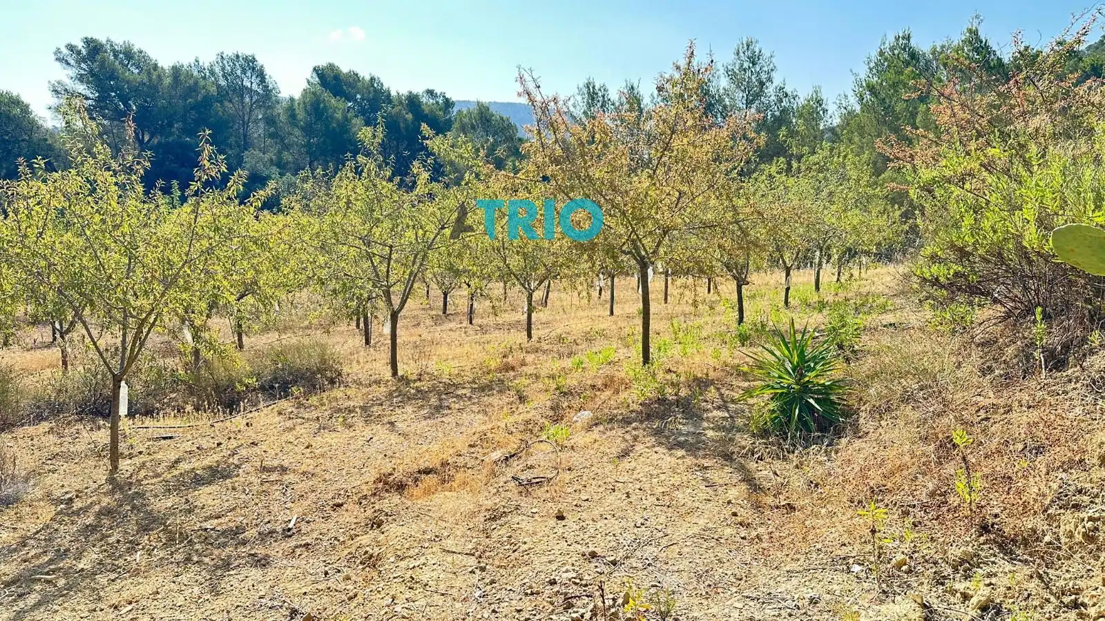 Terreno rustico in vendita a Algaida