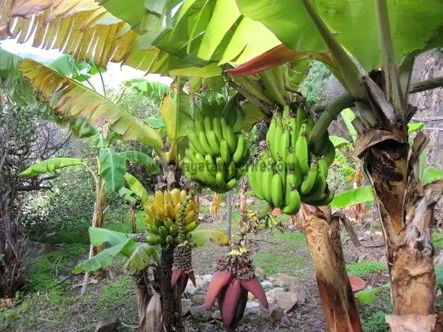 Jardín de Finca rústica en venta en Vallehermoso con Aire acondicionado, Calefacción y Jardín privado