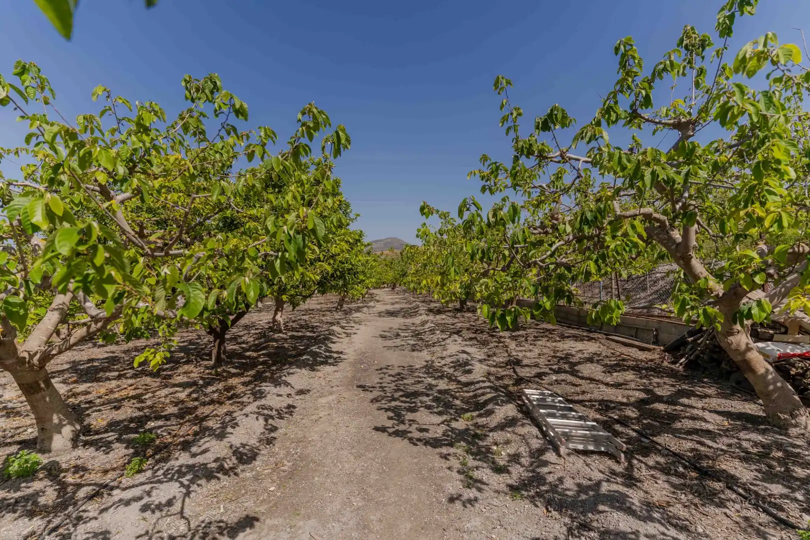 Vista exterior de Finca rústica en venta en Motril con Calefacción, Jardín privado y Terraza