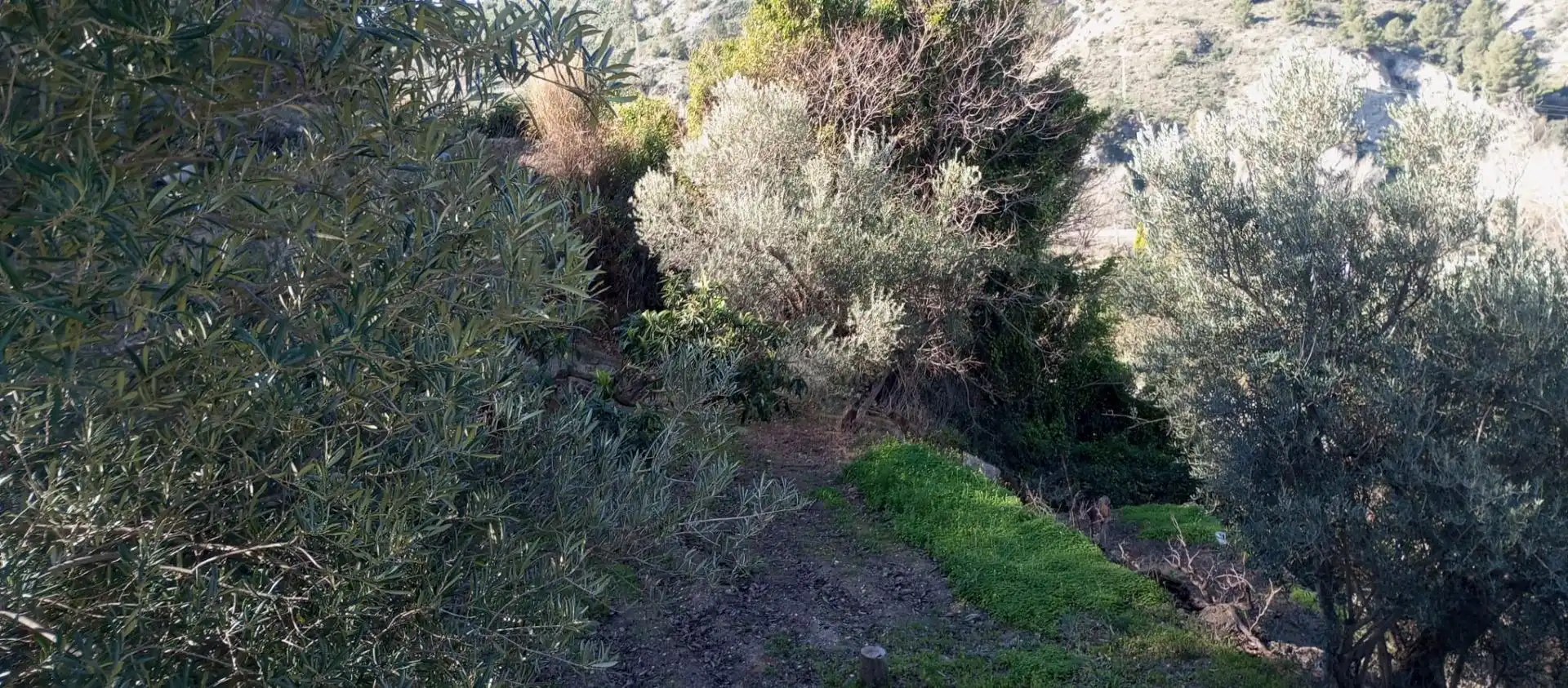 Casa rústica amb jardí en venda a Vélez de Benaudalla, imagen 8