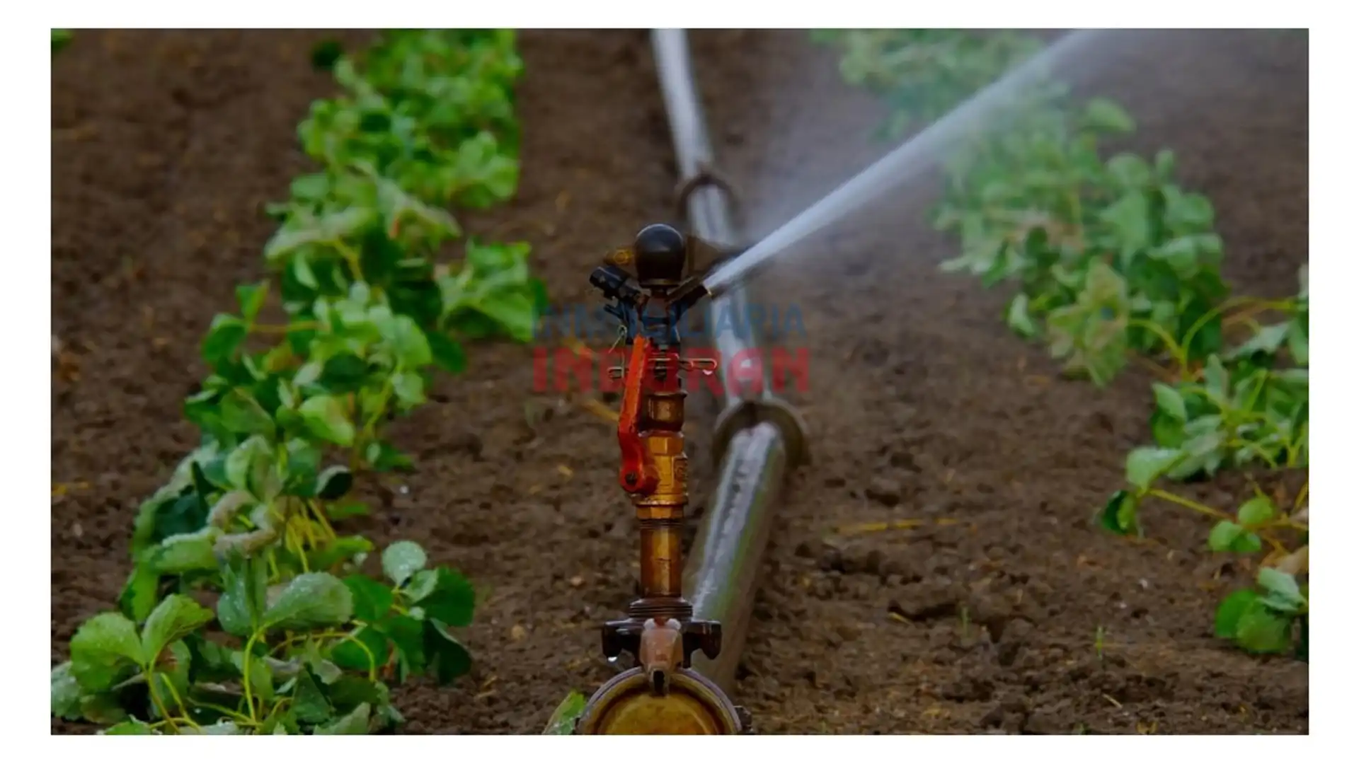 Jardín de Finca rústica en venta en Belvís de Monroy