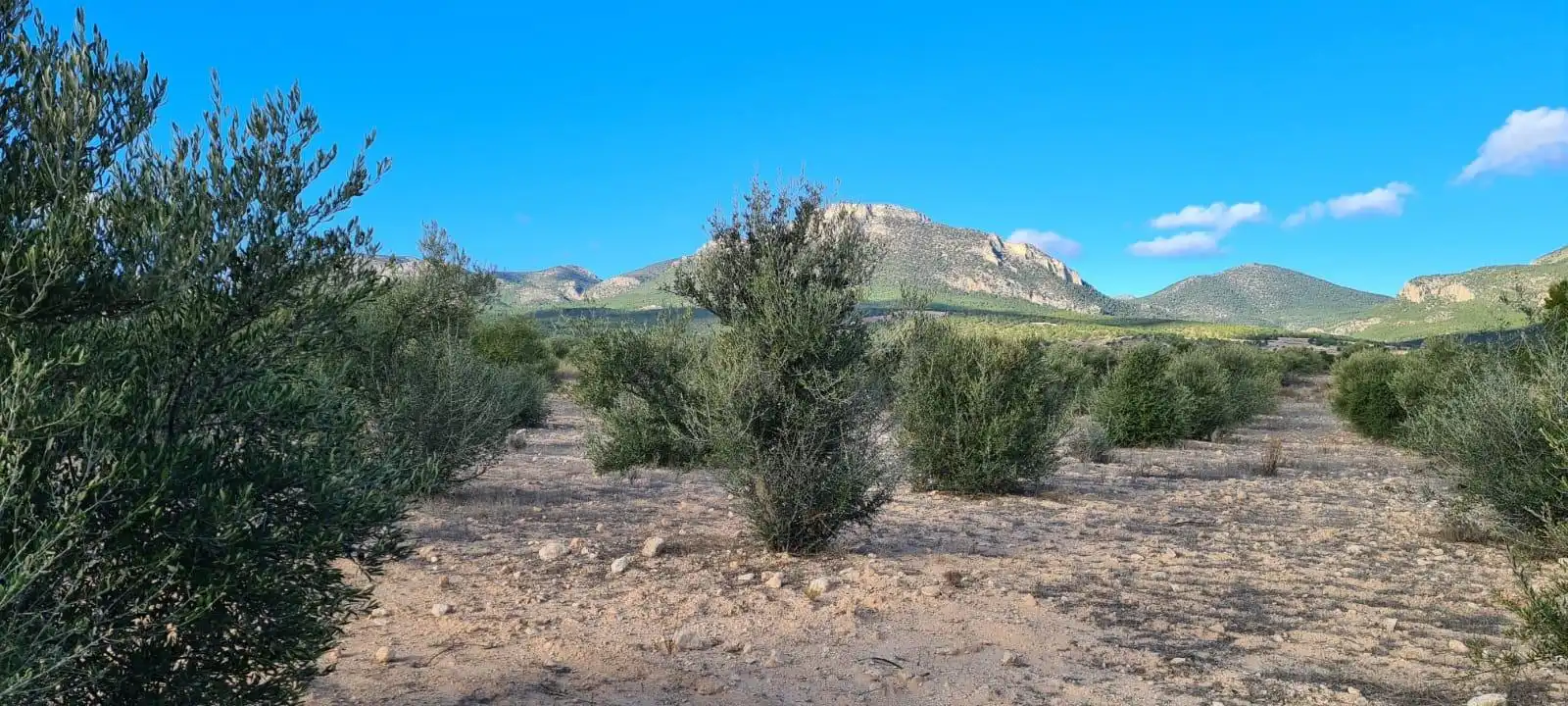 Terreny rústic en venda a Pedanías Centro