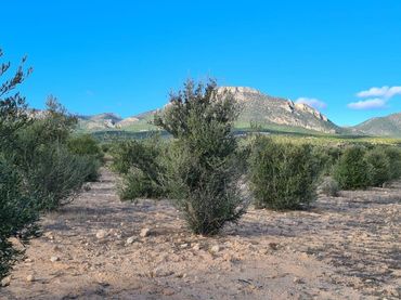 Terreno rustico in vendita a Pedanías Centro