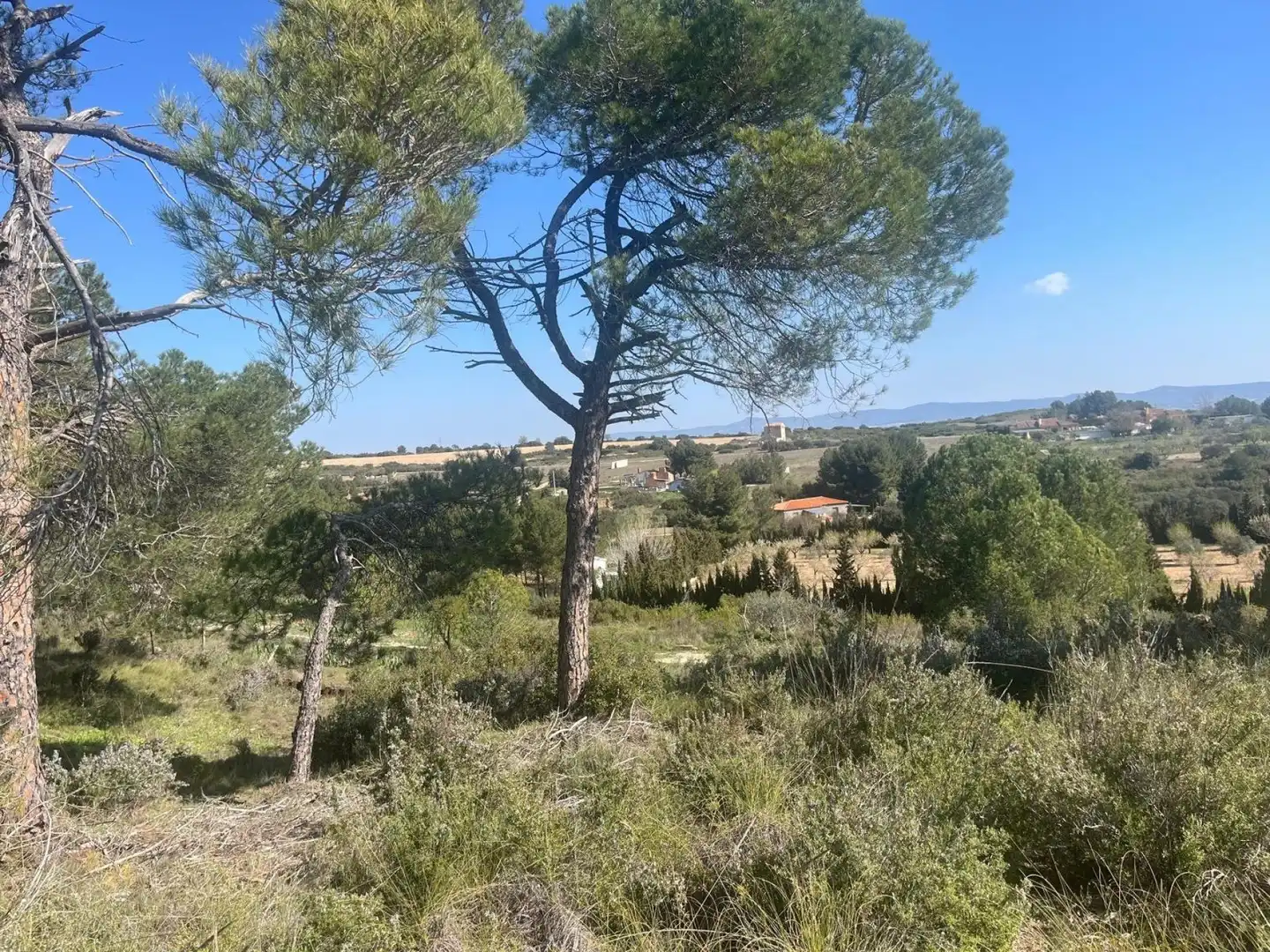 Rustikales Grundstück zum Verkauf in Almansa, imagen 13