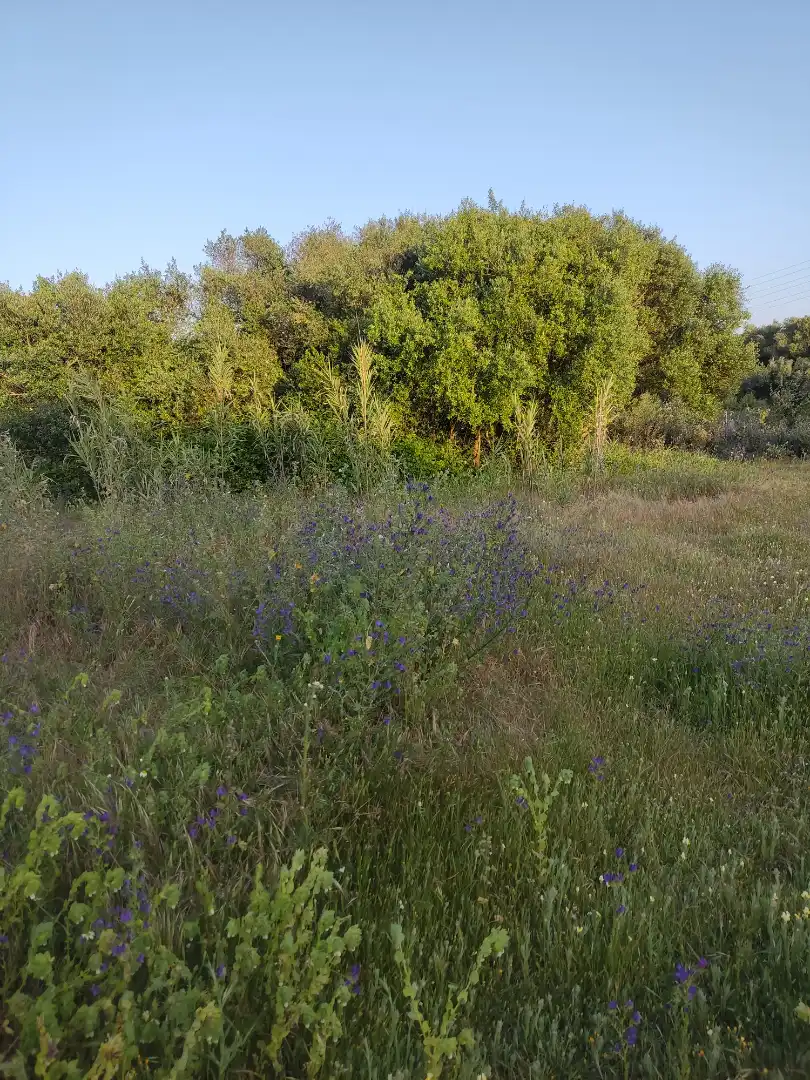 Country homes for rent in Vejer