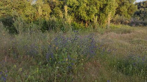 Foto 2 de Finca rústica de alquiler en Vejer, Cádiz
