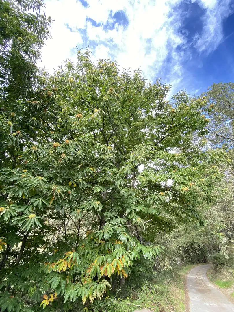 Terreno en venta en Tornavacas