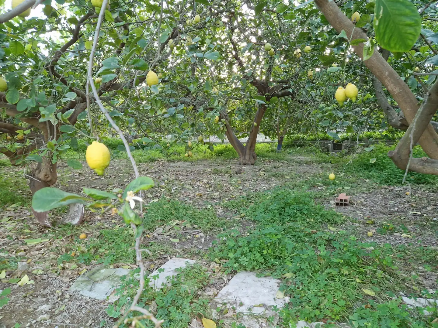 Land for sale in Villanueva del Río Segura