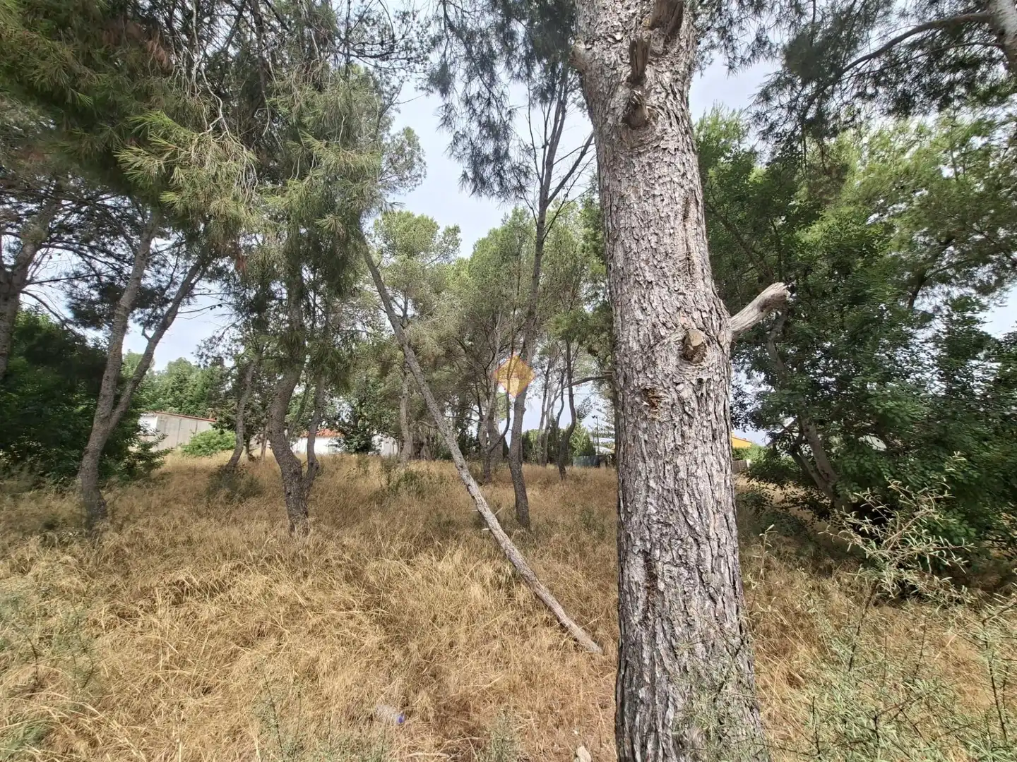 Terreno residenziale in vendita a La Conarda - Montesano, imagen 9