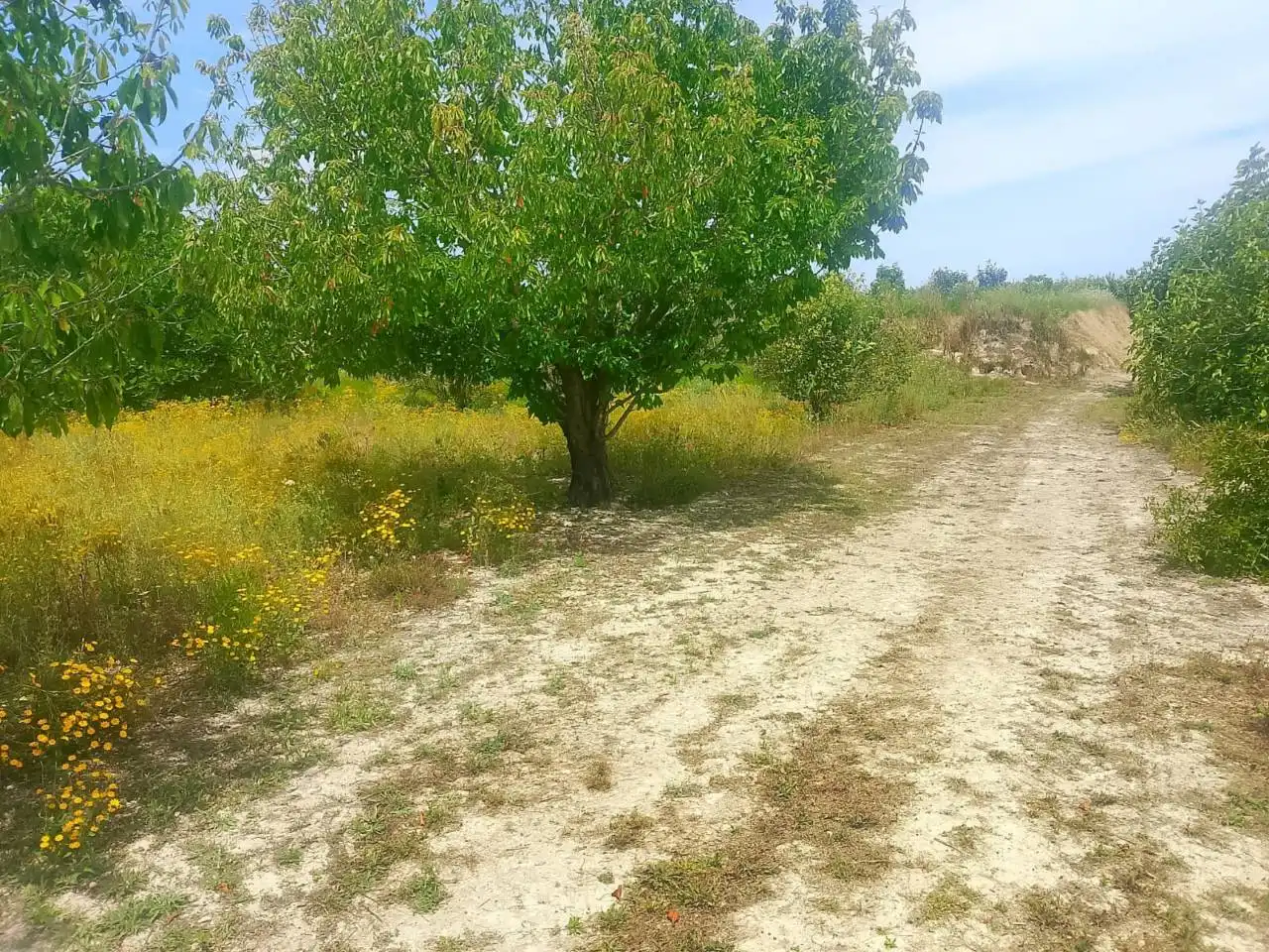 Land for sale in Bélgida