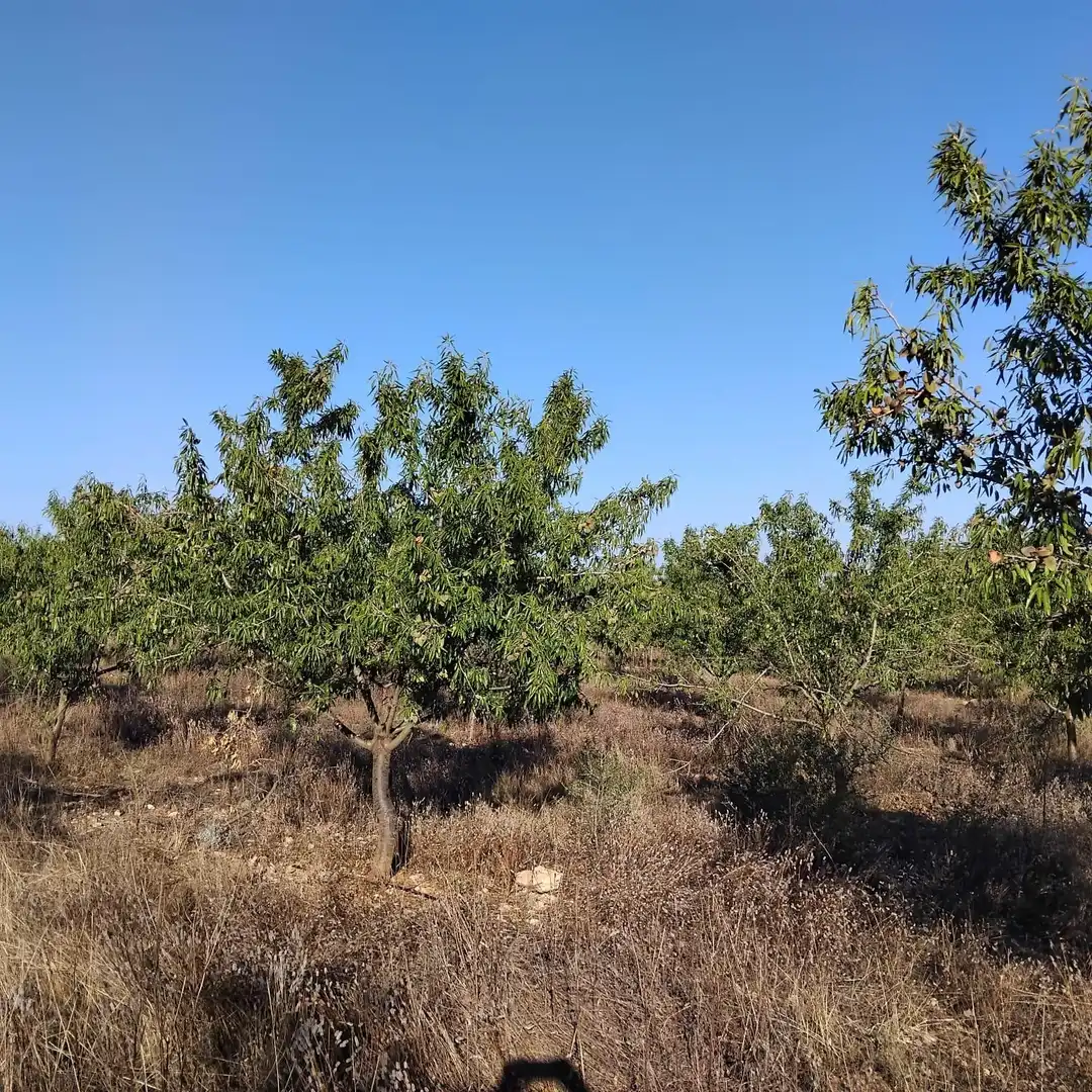 Rural land for sale in Platja de Mont-roig