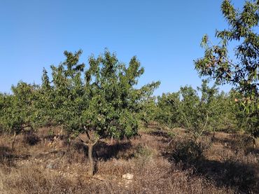 Rustikales Grundstück zum Verkauf in Platja de Mont-roig