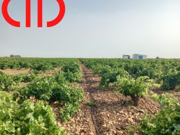 Terreno rustico in vendita a Tomelloso