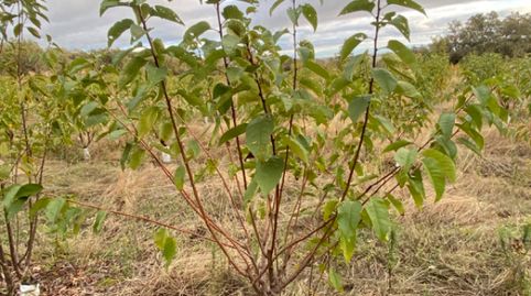 Foto 3 de Terreny en venda a N/a, Gargüera, Cáceres
