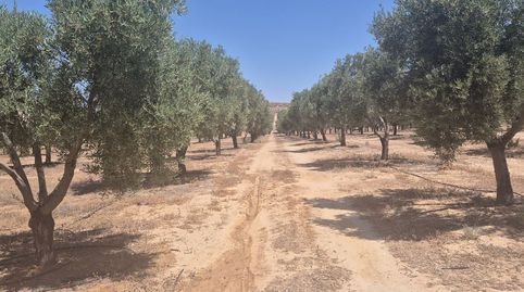 Foto 4 de Finca rústica en venda a Carretera Vieja, Cúllar, Granada