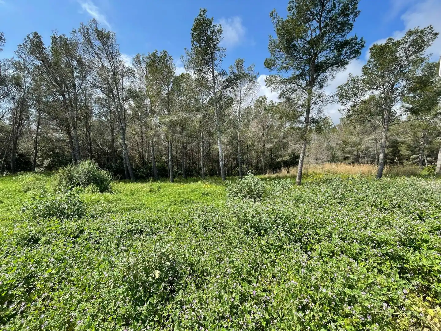 Lands and plots for sale in Poble, imagen 4