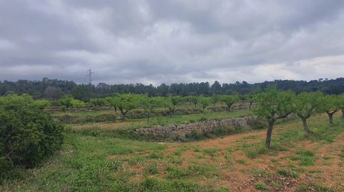 Suelo agrícola en venta en El Pinell de Brai, immagine 4