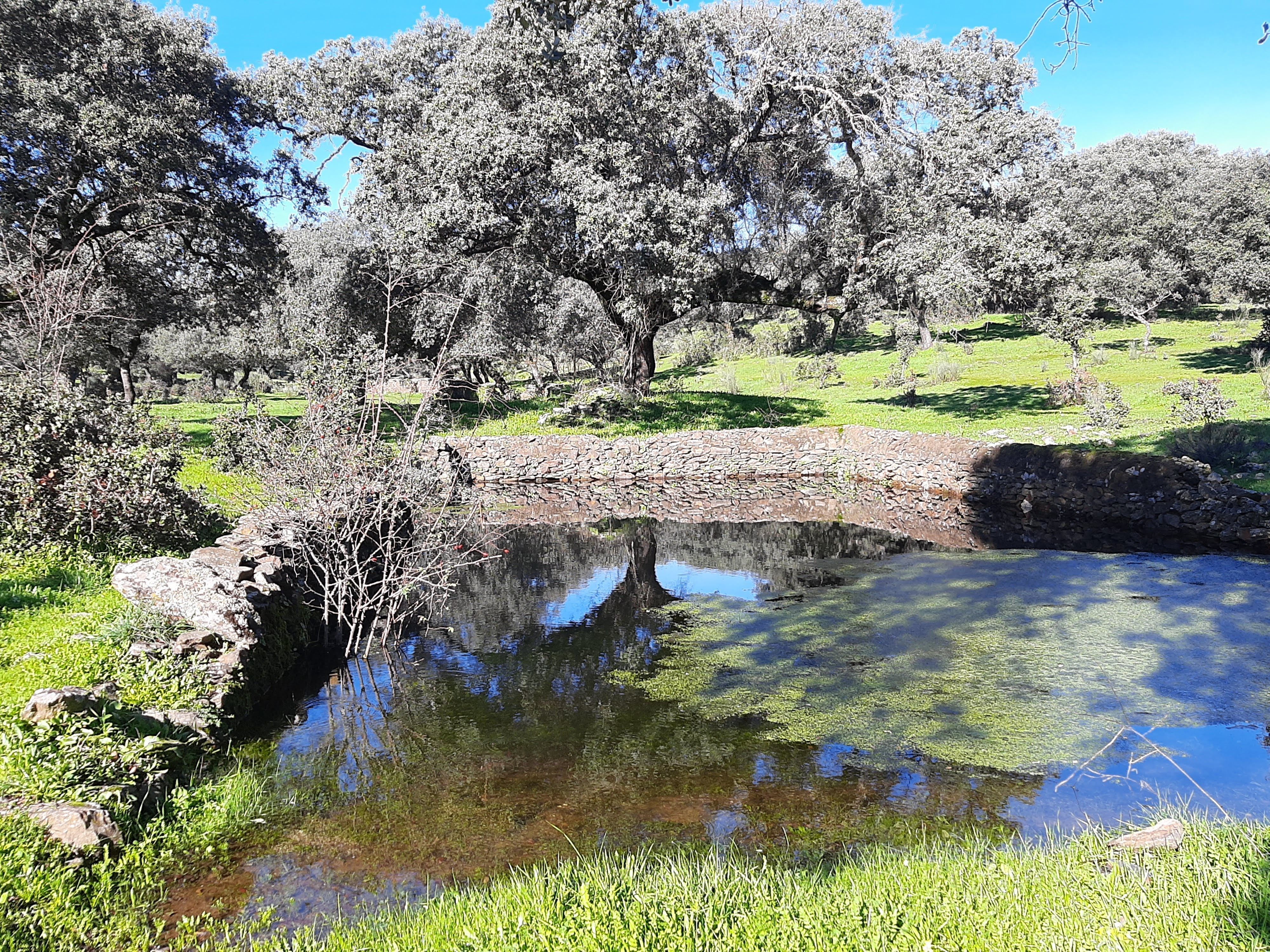 Garden of Residential for sale in Malpartida de Plasencia