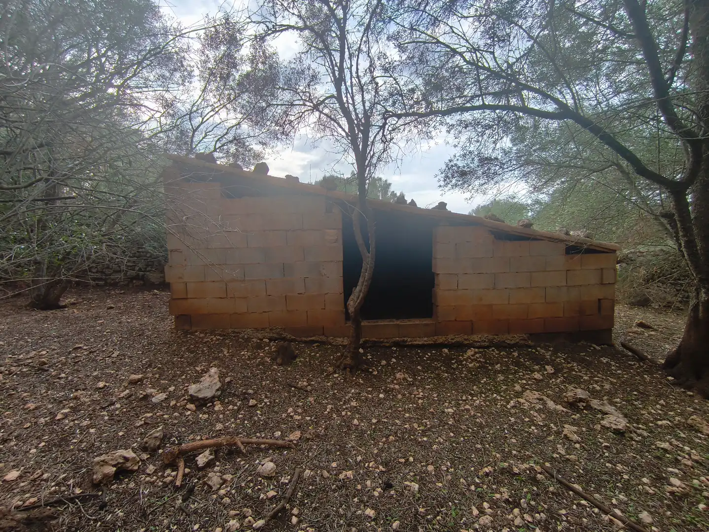 Rural land for sale in Ariany, imagen 12