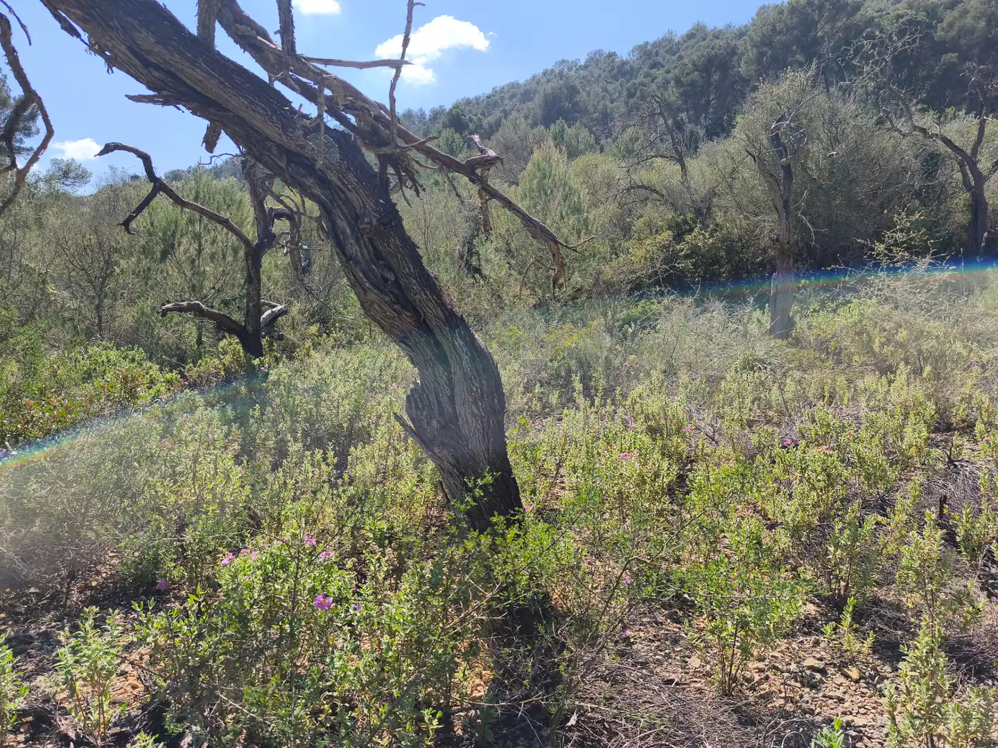Terreno rustico in vendita a Algaida, imagen 9