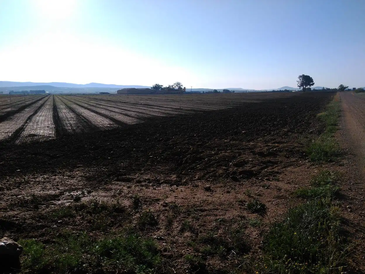 Terreny rústic en venda a Paraje la primera Mancorra, imagen 8