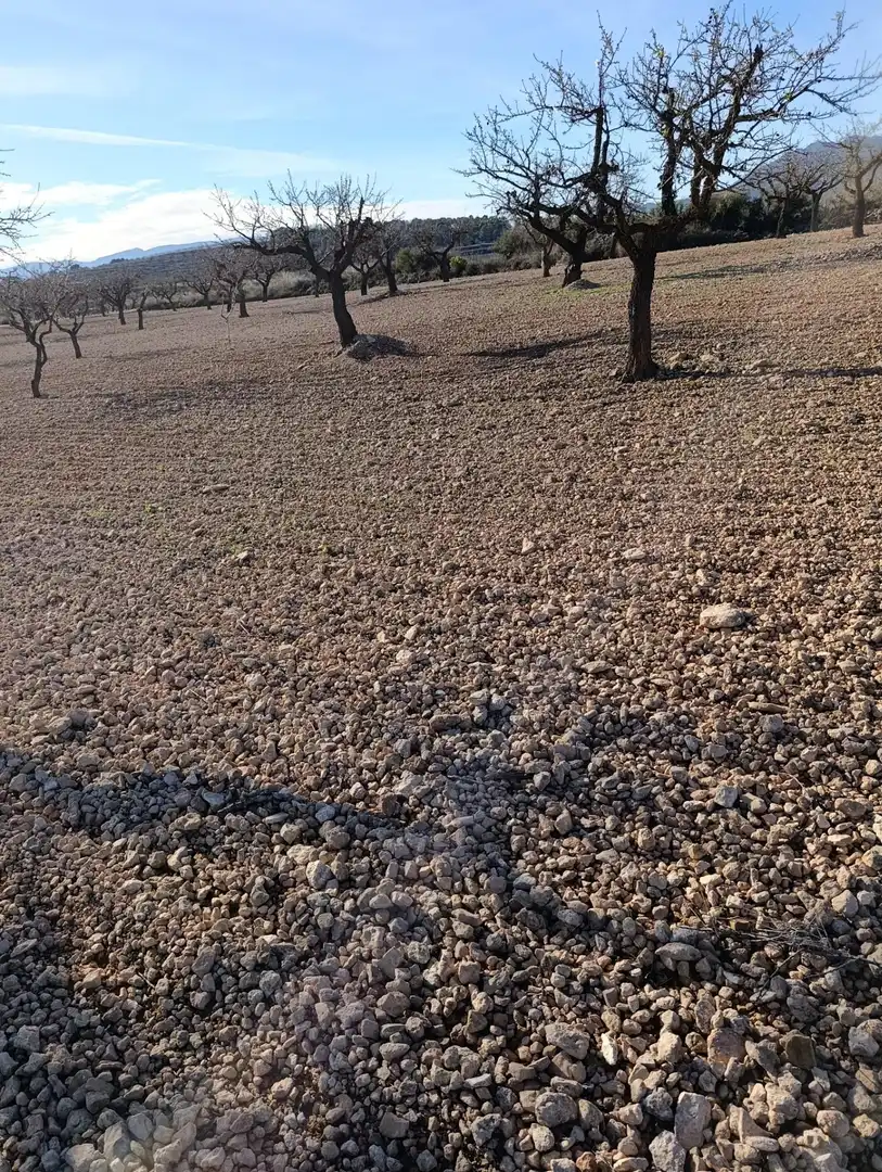 Terreny rústic en venda a Ribera de Molina - Torrealta, imagen 2