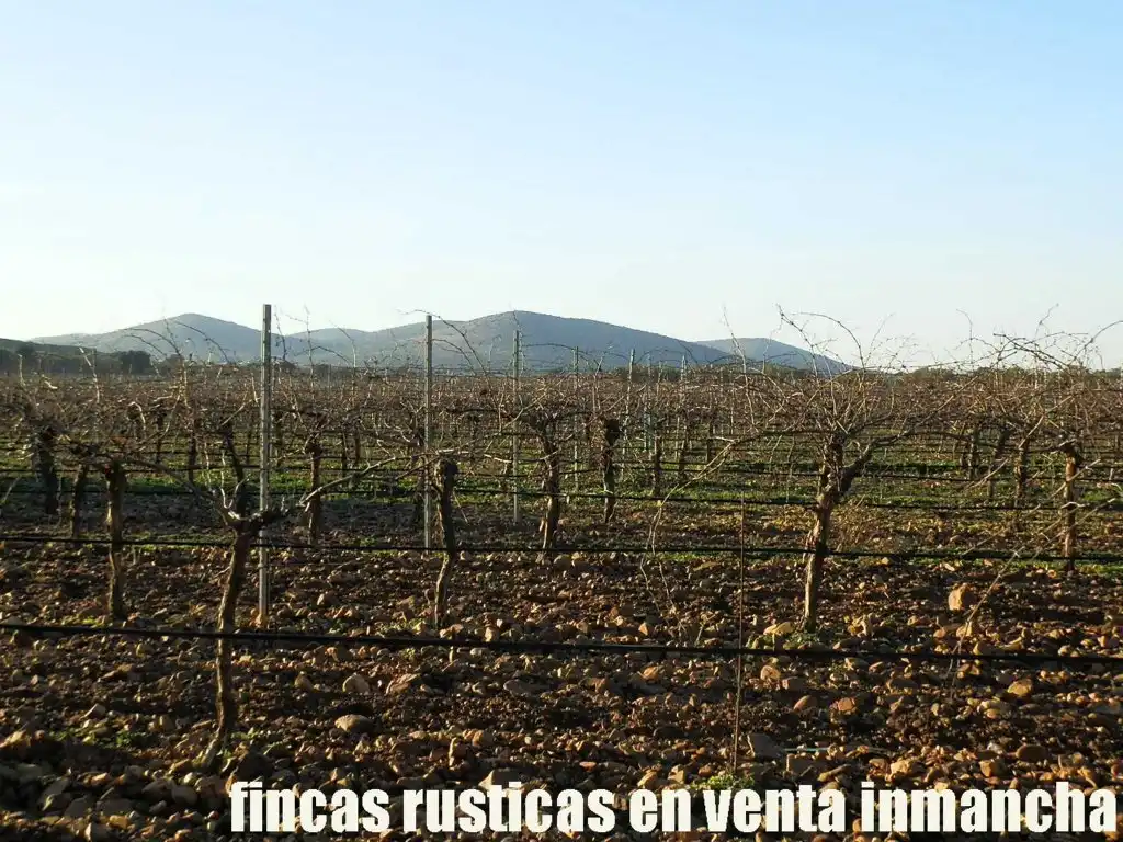 Terreno rústico en venta en Moral de Calatrava, imagen 17