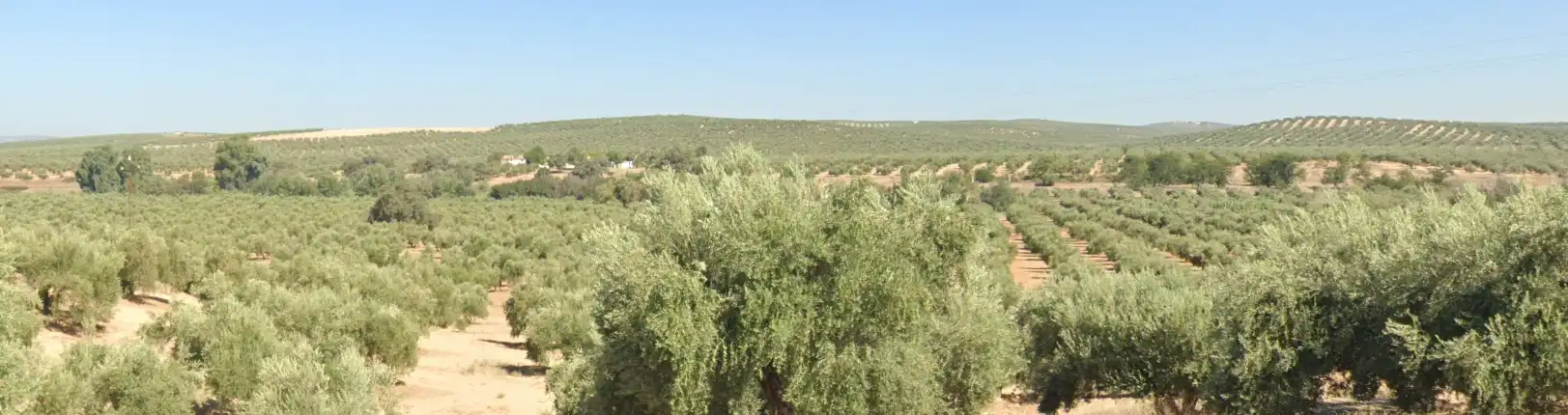 Terreni e lotti in vendita a Jabalquinto