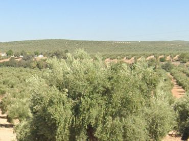 Terreno rustico in vendita a Jabalquinto
