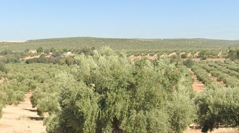 Se vende finca de olivar