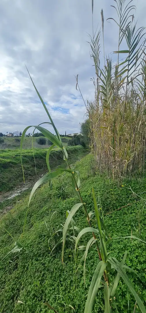 Terreno residencial en venta en Campo de Mijas, imagen 7