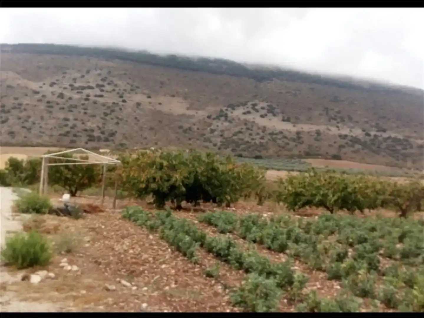 Land for sale in Alfarnate