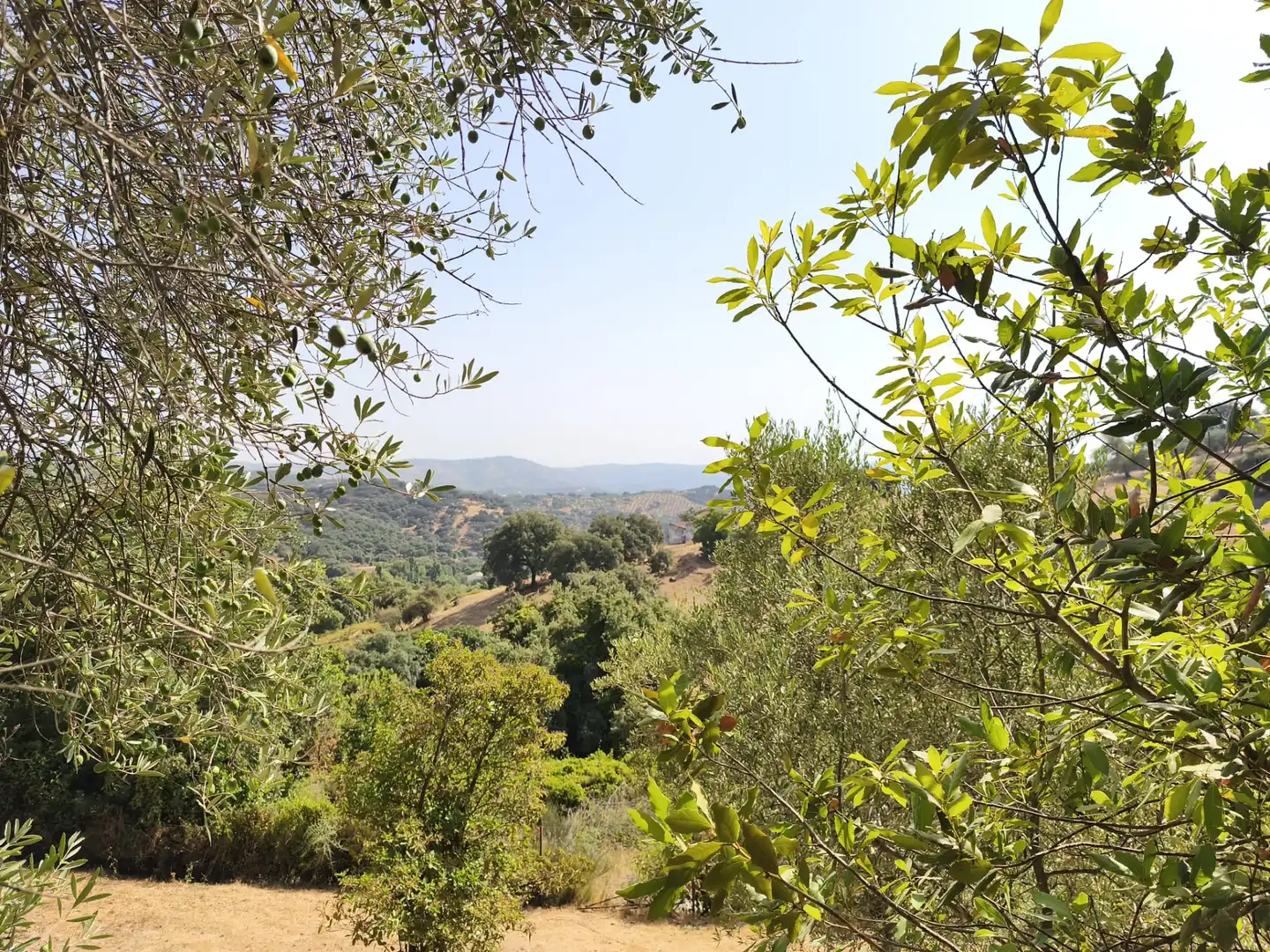 Casa rústica amb jardí en venda a Cazalla de la Sierra, imagen 32