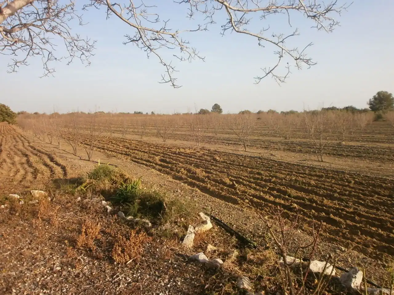Land for sale in Castellvell del Camp
