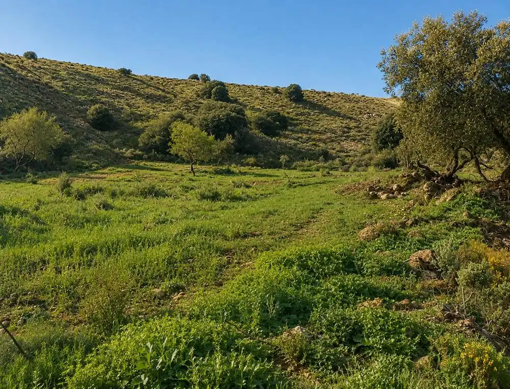 Rural land for sale in Carretera A-4131, imagen 13