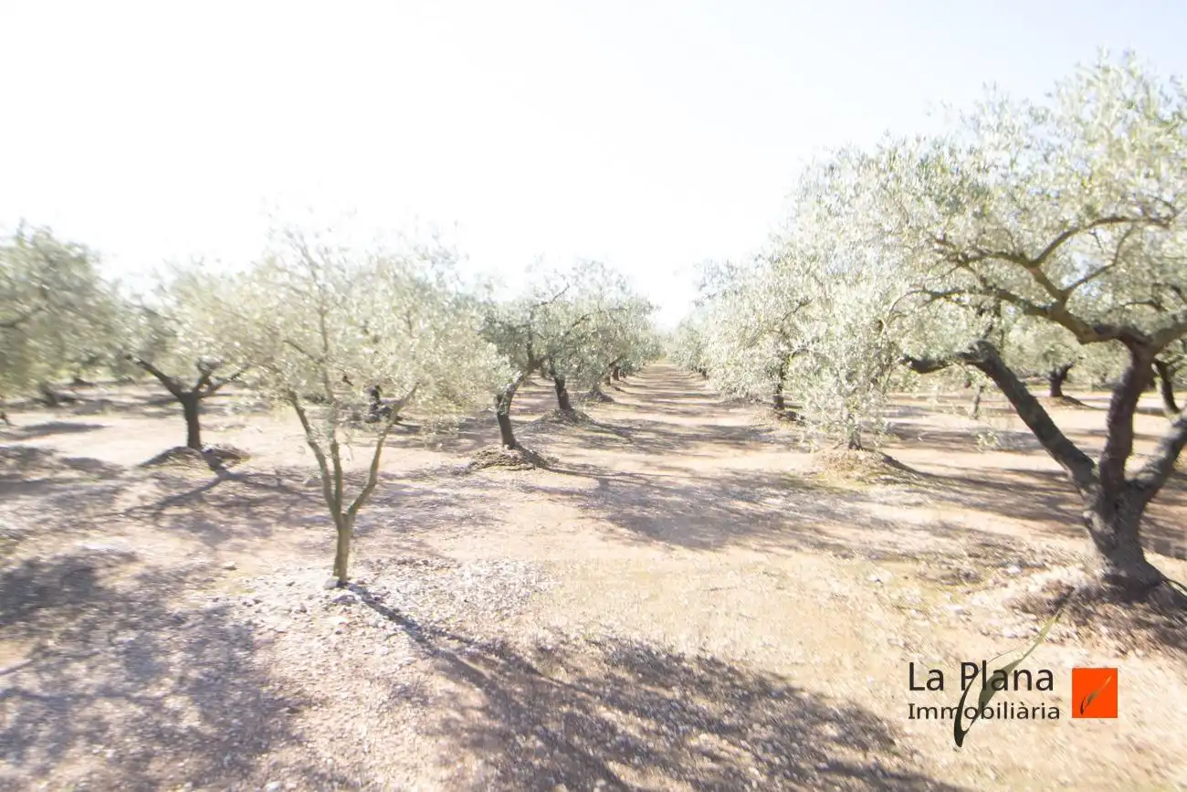 Terreno rustico in vendita a Santa Bàrbara, imagen 10
