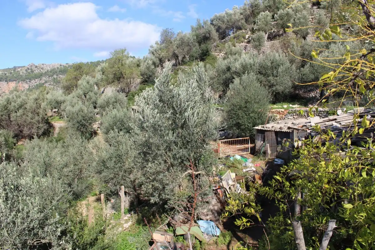 Jardí de Finca rústica en venda en Fornalutx amb Jardí privat, Terrassa i Traster