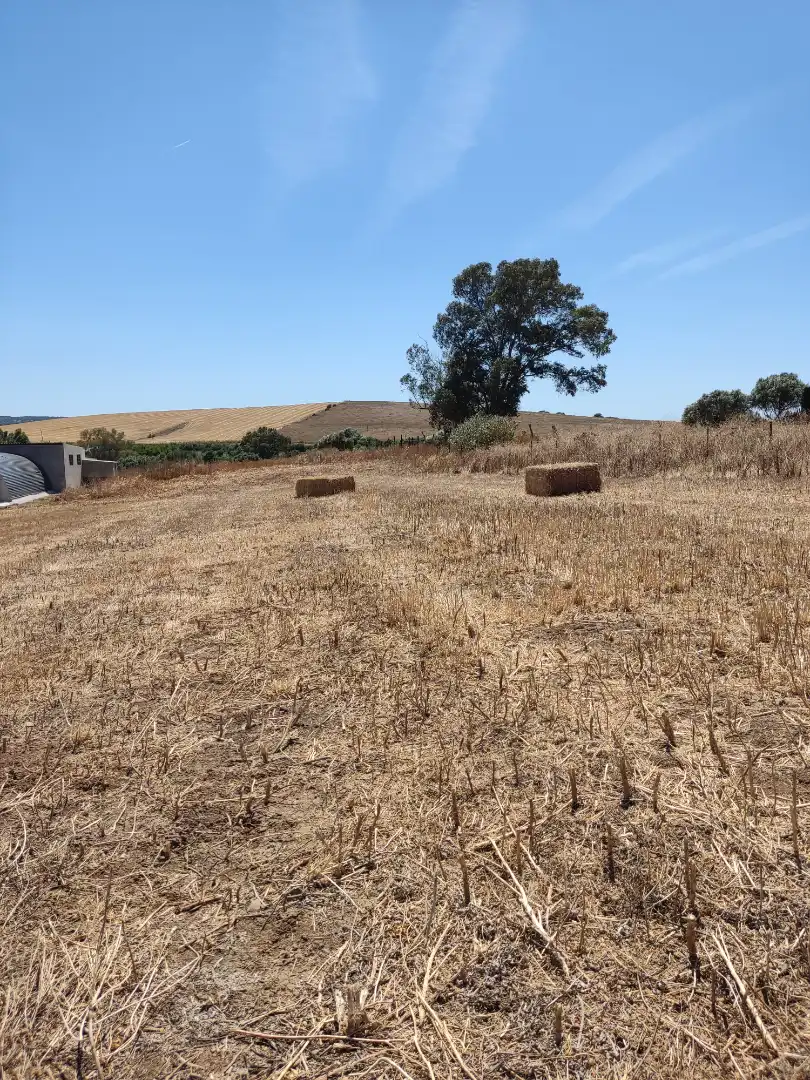 Country homes for rent in Medina Sidonia