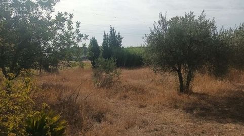 Foto 5 de Finca rústica en venda a Almonte ciudad, Almonte