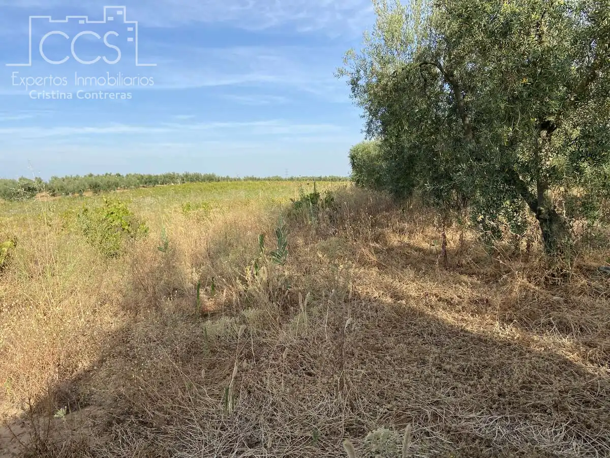Terreni e lotti in vendita a Almonte ciudad, imagen 10