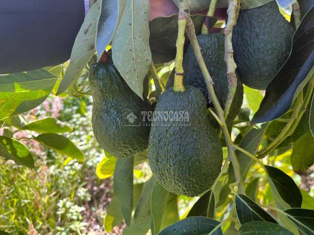 Terreno en Venta en Frigiliana