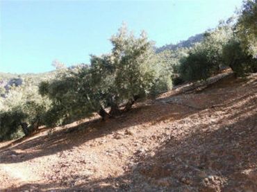 Terreno rustico in vendita a N/A
